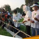 Bibit Tembakau Jawa Bibit Tembakau Jawa