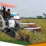 Petani Harga Gabah Turun