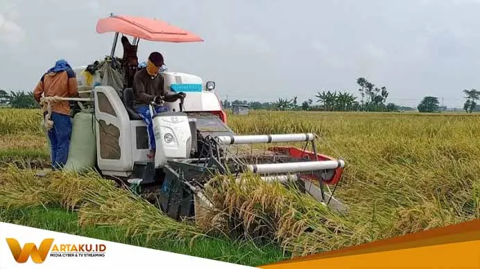 Petani Harga Gabah Turun