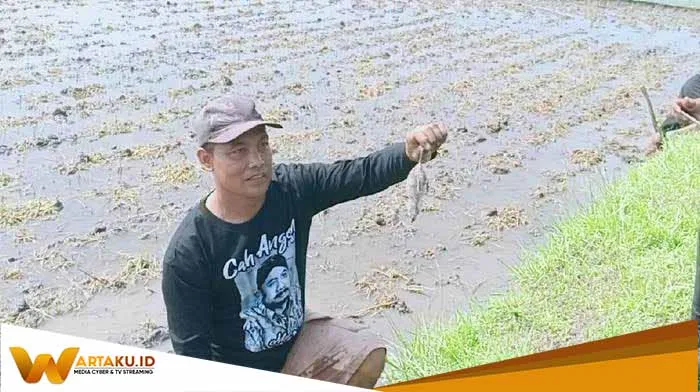 Targetkan Tikus 25.000 Dalam Satu Minggu Kompetisi Tangkap Tikus