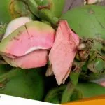 Diklaim Jadi Obat Covid 19 Kelapa Hijau Naik Dua Kali Lipat 1