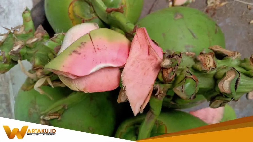 Diklaim Jadi Obat Covid 19 Kelapa Hijau Naik Dua Kali Lipat 1