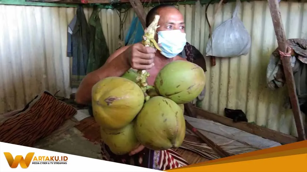 Diklaim Jadi Obat Covid 19 Kelapa Hijau Naik Dua Kali Lipat 2