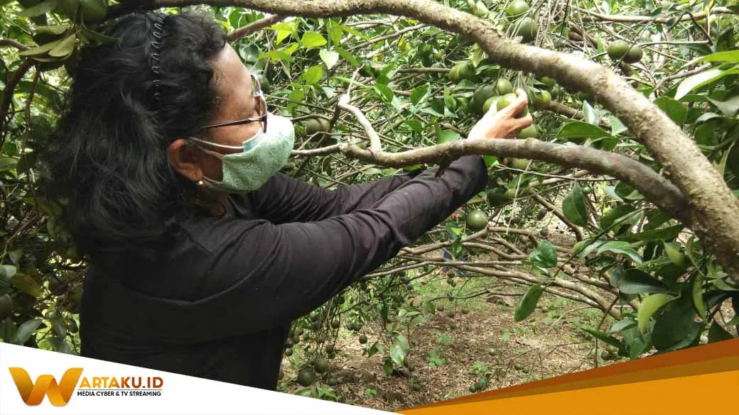 Kebun Jeruk Trucuk Potensi Agro Wisata