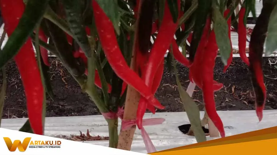 Petani Keluhkan Harga Cabai Yang Anjlok 1