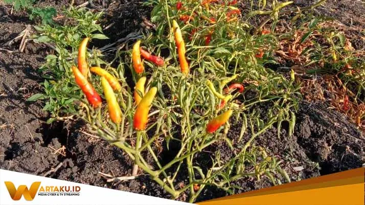 Petani Keluhkan Harga Cabai Yang Anjlok 2 Petani Keluhkan Harga Cabai Yang Anjlok 2