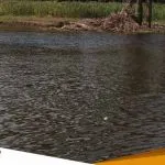 Tercemar Limbah Bengawan Solo Menghitam 1