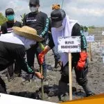 Lestarikan Ekosistem Hayati Anna Muawanah Ikut Nandur Mangrove