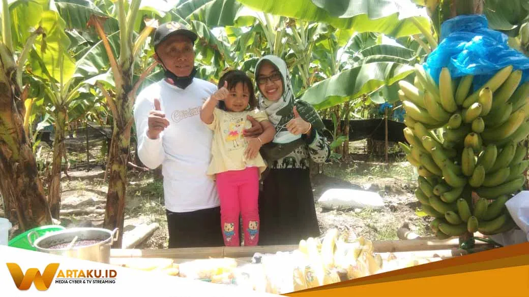 Akibat Lock Down Warga Pilangede Untung Ratusan Juta Dari Bertani Pisang Chavendish 1