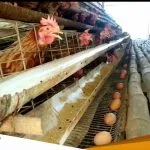 Harga Telur Ayam Meroket Di Bojonegoro