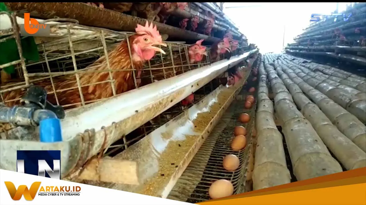 Harga Telur Ayam Meroket Di Bojonegoro