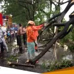 Hujan Disertai Angin Sebabkan Pohon Tumbang Di Jalan Nasional Babat Bojonegoro 1