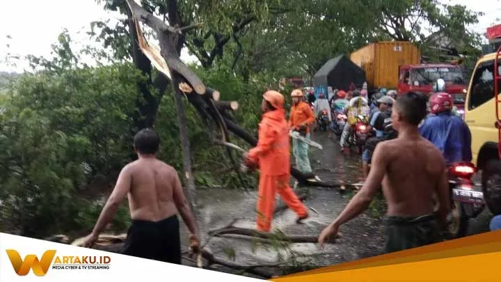 Hujan Disertai Angin Sebabkan Pohon Tumbang Di Jalan Nasional Babat Bojonegoro 2
