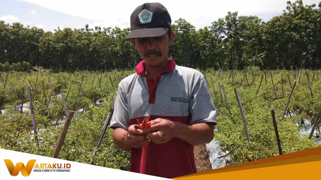 Jelang Nataru Harga Cabai Mulai Naik 1