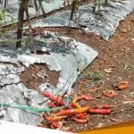 Jelang Nataru Harga Cabai Mulai Naik 2