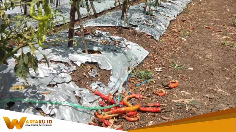 Jelang Nataru Harga Cabai Mulai Naik 2