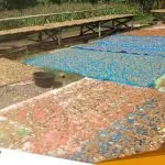 Terkendala Minyak Goreng Dan Tepung UMKM Tuban Terancam Gulung Tikar