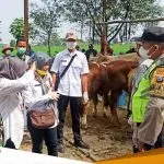 Antisipasi Sebaran Virus PMK Petugas Gabungan Di Sumberrejo Bojonegoro Cek Hewan Ternak Sapi