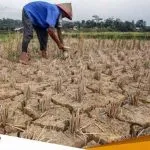 Memasuki Musim Kemarau BMKG Tuban Imbau Petani Pertimbangkan Kondisi Sumber Air