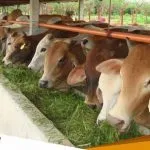 Muncul Ancaman Wabah PMK Dinas Peternakan Bojonegoro Lock Down Sapi Luar Daerah
