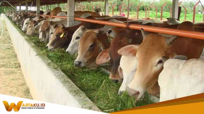 Muncul Ancaman Wabah PMK, Dinas Peternakan Bojonegoro Lock Down Sapi Luar Daerah Muncul Ancaman Wabah PMK Dinas Peternakan Bojonegoro Lock Down Sapi Luar Daerah