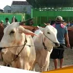 Tidak Perlu Panik Hewan Ternak Terjangkit PMK Kenali Gejalanya
