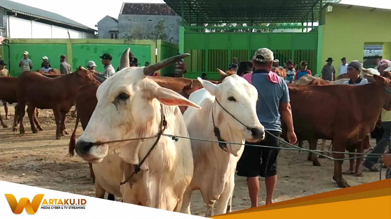 Tidak Perlu Panik Hewan Ternak Terjangkit PMK Kenali Gejalanya