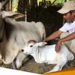 Anak Sapi Di Bojonegoro Terlahir Dengan Dua Kaki Pemilik Tidak Berniat Menjual