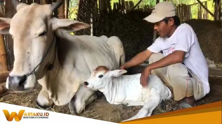 Anak Sapi di Bojonegoro Terlahir Dengan Dua Kaki, Pemilik Tidak Berniat Menjual Anak Sapi Di Bojonegoro Terlahir Dengan Dua Kaki Pemilik Tidak Berniat Menjual