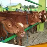 Ditengah Menyebarnya PMK Stok Sapi Kurban Jelang Idul Adha Di Bojonegoro Dipastikan Aman