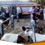 Petugas Gabungan Di Sekar Bojonegoro Sosialisasi Pencegahan Virus PMK