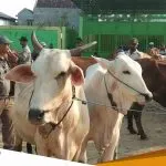 Sebanyak 401 Ternak Di Kabupaten Bojonegoro Terinfeksi PMK 1 Diantaranya Meninggal
