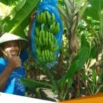Yaidi Sukses Budidaya Pisang Cavendish