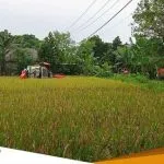 Terus Tingkatkan Produksi Padi Pemkab Siapkan BUMD Untuk Kestabilan Pangan Bojonegoro