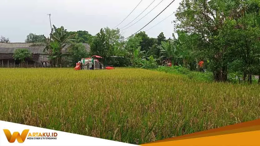 Terus Tingkatkan Produksi Padi Pemkab Siapkan BUMD Untuk Kestabilan Pangan Bojonegoro