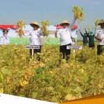 Tingkatkan Produktivitas Merdeka Panen Kedelai Bersama Kementrian Pertanian Dilakukan Di Bojonegoro