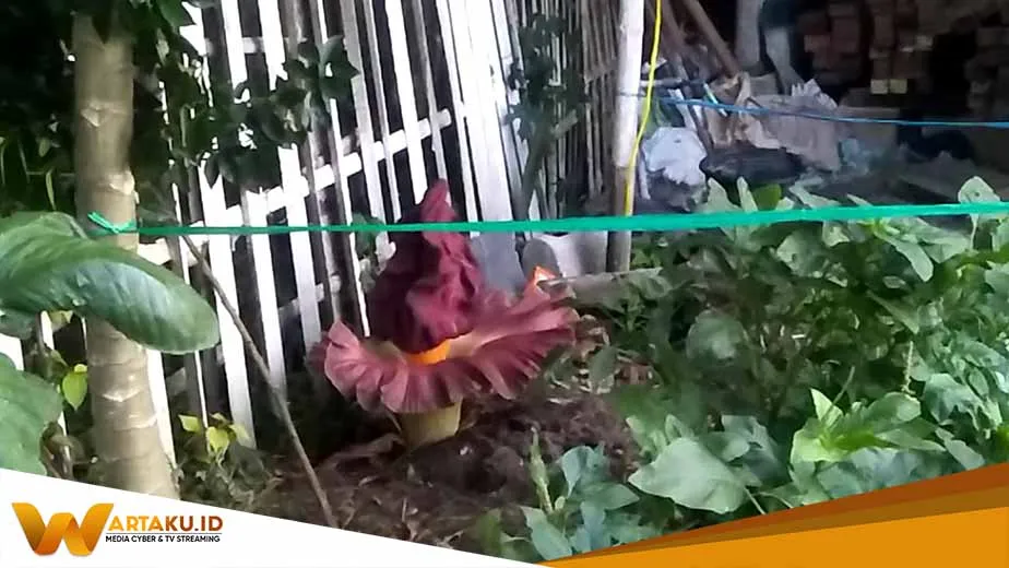 Bunga Bangkai Tumbuh Di Pekarangan Rumah Warga Bojonegoro 1 Bunga Bangkai Tumbuh Di Pekarangan Rumah Warga Bojonegoro 1