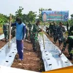 Sinergi Dengan Pemkab Kodim Bojonegoro Dan Koramil Jajaran Tanam Cabai Secara Serentak