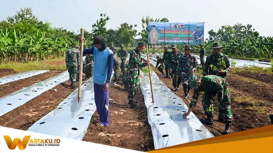 Sinergi Dengan Pemkab Kodim Bojonegoro Dan Koramil Jajaran Tanam Cabai Secara Serentak