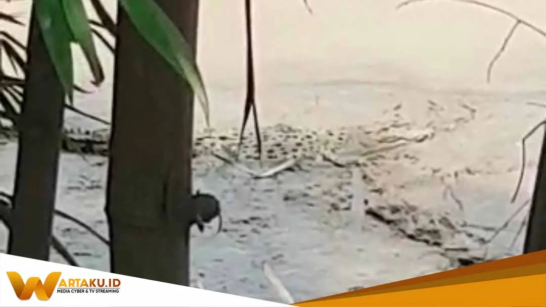 Setelah Viral Video Kemunculan Buaya Damkar Bojonegoro Lakukan Penyisiran