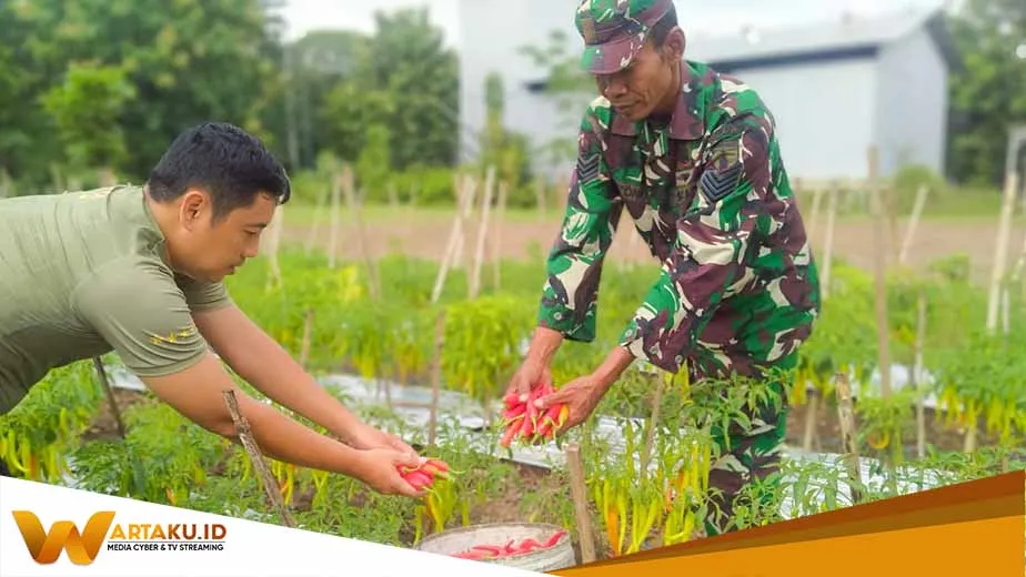 Kodim Bojonegoro Panen Perdana Cabai Merah Besar Kodim Bojonegoro Panen Perdana Cabai Merah Besar