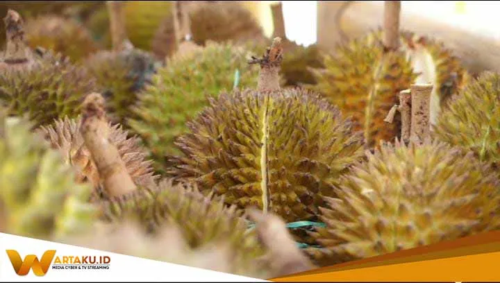 2 Varietas Durian Asli Bojonegoro Dapat Sertifikat Dari Kementerian Pertanian RI 2