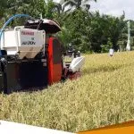 Panen Raya Harga Gabah Di Bojonegoro Merosot