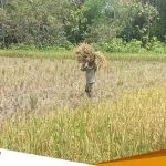 Pemkab Bojonegoro Siapkan Asuransi Usaha Tani Padi Bagi Petani Bojonegoro
