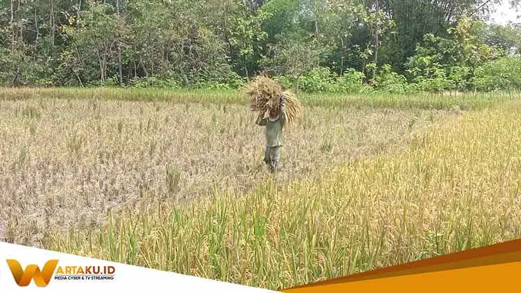 Pemkab Bojonegoro Siapkan Asuransi Usaha Tani Padi Bagi Petani Bojonegoro