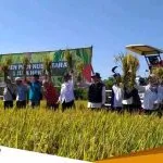 Jadi Lumbung Pangan Nasional Pemkab Dan Kementan Panen Raya Di Bojonegoro