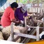 Jelang Idul Adha Penjual Kambing Buka Lapak Di Pinggiran Jalan Bojonegoro