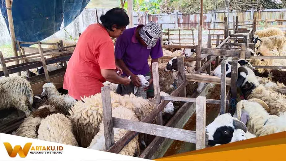 Jelang Idul Adha Penjual Kambing Buka Lapak Di Pinggiran Jalan Bojonegoro