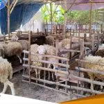 Lakukan Pemeriksaan Disnakan Pastikan Stok Hewan Kurban Di Bojonegoro Aman