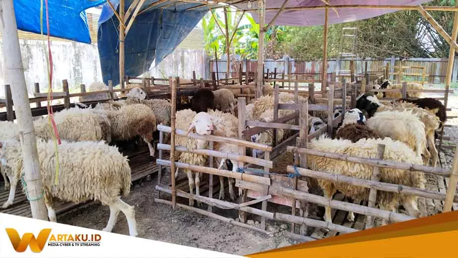 Lakukan Pemeriksaan, Disnakan Pastikan Stok Hewan Kurban di Bojonegoro Aman Lakukan Pemeriksaan Disnakan Pastikan Stok Hewan Kurban Di Bojonegoro Aman